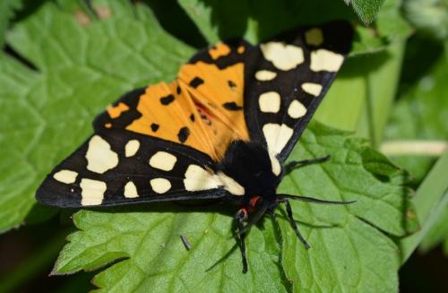 Réf. 303 411 : Arctia villica